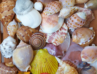 different shells