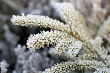 Ice Crystals on Frosted Spruce Tree Branch