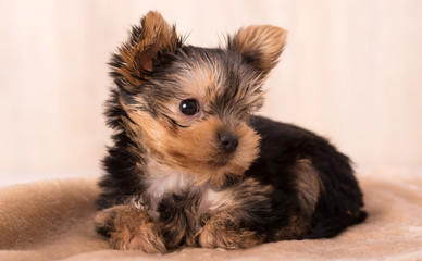 Beautiful puppy Yorkshire Terrier posing