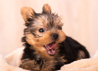 Beautiful puppy Yorkshire Terrier posing