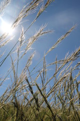 Obraz premium Summer field