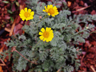 Anthemis marschalliana - Filigree daisy   