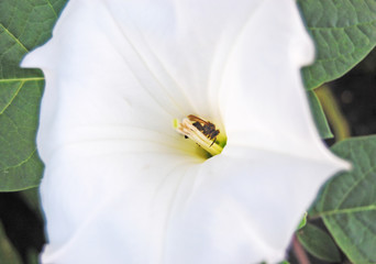 bee on a white flower, insect sitting on the stamens of a flower, natural background picture