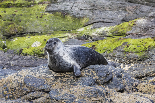 Harbour seal (common seal) (Phoca vitulina), Foula Island, Shetlands, Scotland 