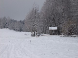 winterscenic with forest and wildlife feeding stand