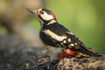 Great Spotted Woodpecker