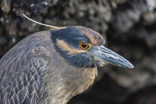 Adult yellow-crowned night heron (Nyctanassa violacea), Puerto Egas, Santiago Island, Galapagos Islands, Ecuador 