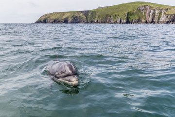Adult bottlenose dolphin (Tursiops truncates) affectionately named Fungie who has lived for decades near the Dingle Peninsula, County Kerry, Munster, Republic of Ireland