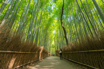 Fototapeta premium Bambusowy las w Japonii, Arashiyama, Kioto