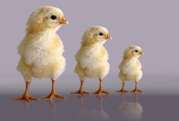 chicks on a gray three