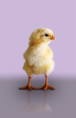 Yellow little chicken