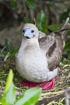 Adult dark morph red-footed booby (Sula sula), Genovesa Island, Galapagos Islands, Ecuador