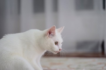 Fototapeta na wymiar A young white turkish angora breed cat 