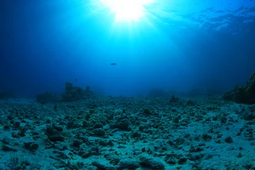 Fototapeten Beschädigtes Korallenriff © aquapix