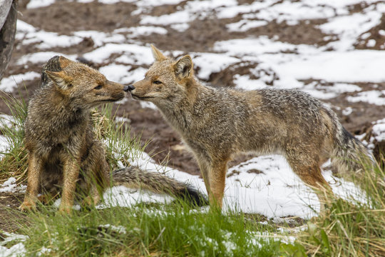 Adult Patagonian red fox (Lycalopex culpaeus) pair in La Pataya Bay, Beagle Channel, Argentina