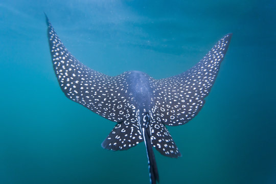 Spotted eagle ray (Aetobatus narinari) underwater, Leon Dormido Island, San Cristobal Island, Galapagos Islands, Ecuador