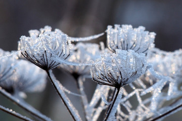 Frost auf Pflanzen im Winter