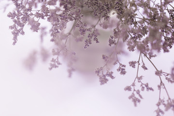 blurred of dried pink flowers in a vase background