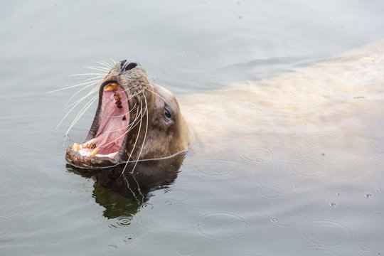Adult Northern (Steller) sea lion (Eumetopias jubatus) bull looking for fish scraps from fishermen in Petersburg, Southeastern Alaska 