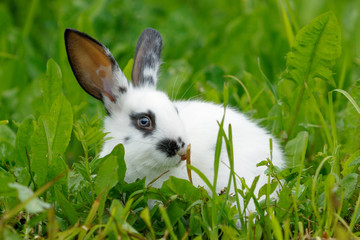 White rabbit on the lawn.