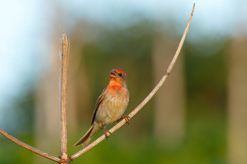 Songbird Common Rosefinch. (Carpodacus erythrinus). Male.