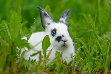 White rabbit on the lawn.