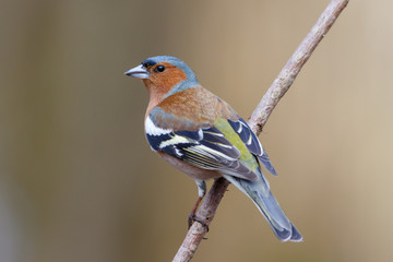 Spring songbird chaffinch sitting on a branch