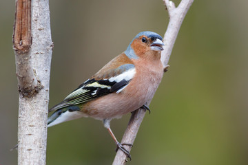Spring songbird chaffinch sitting on a branch