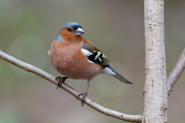 Spring songbird chaffinch sitting on a branch