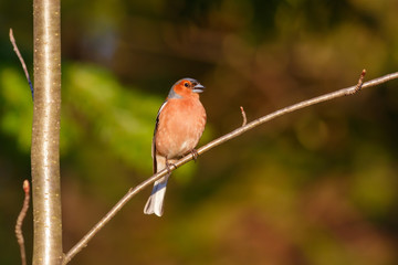 Spring songbird chaffinch sitting on a branch