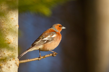 Spring songbird chaffinch sitting on a branch