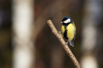 Big titmouse on branch in the forest