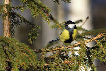 Big titmouse on branch in the forest