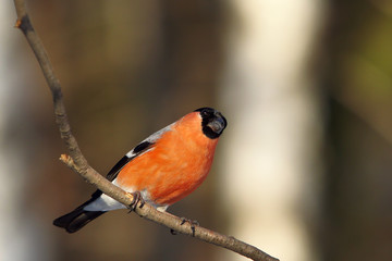 Bullfinch in winter