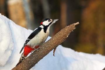 Great spotted woodpecker