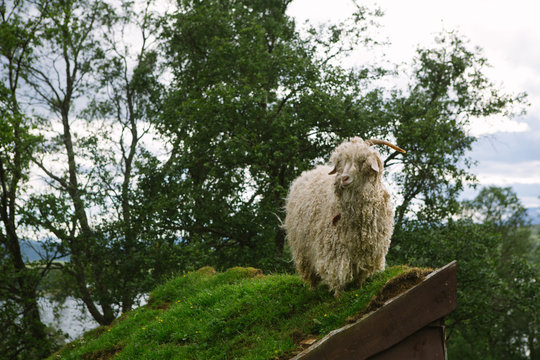Goat portrait in Senja Norway, posing for pictures