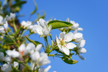 Blossoming white pear