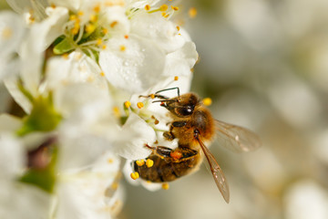Bee on white flower