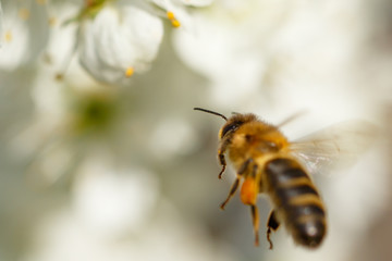 Bee on white flower