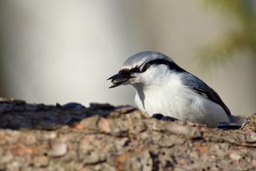 Nuthatch
