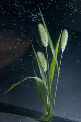 Cereal weed underwater