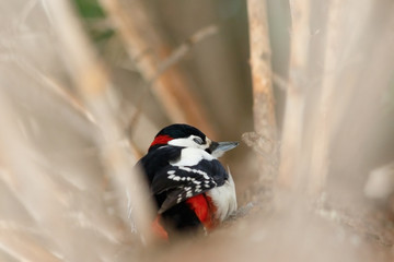 Great Spotted Woodpecker among branches
