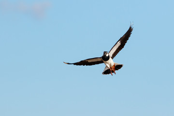 Lapwing in flight