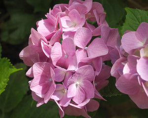 Hydrangea Flower Head Pink and Mauve