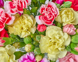 carnation flowers closeup, colorful natural background