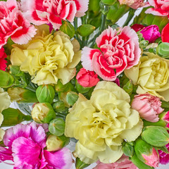 carnation flowers closeup, colorful background