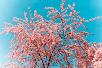 Tamarix meyeri Boiss bush in the garden.
