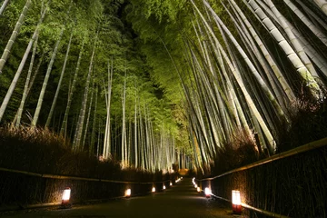 Papier Peint photo Bambou Chemin de lanternes dans une forêt de bambous pour le festival d& 39 illumination nocturne à Kyoto, Japon