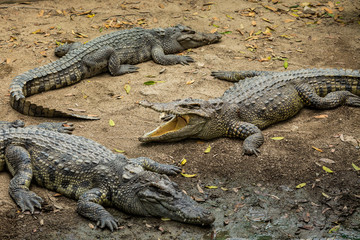 Crocodiles In A Crocodiles Farm,asia Thailand.