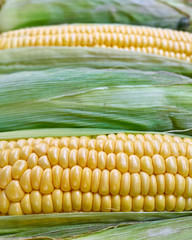 fresh corn closeup, natural background, strong bokeh